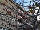 A tree beginning to blossom at the start of spring