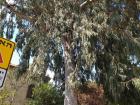 A towering tree in Neve Tzedek