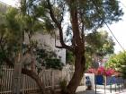 The apple ring acacia tree in Neve Tzedek, a neighborhood in Tel Aviv