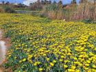 A bed of yellow flowers in full blossom!