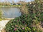 Flowers bordering the Hayarkon River