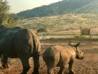 These rhinos were happy after squishing around in the mud