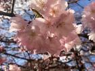 Flowers along Appia Antica were beginning to bloom when I visited