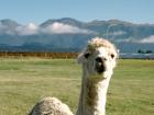 We stopped on the road to see this alpaca up clsoe