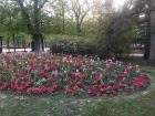 Flowers in Luxembourg Garden