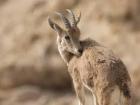 Turning to look at the camera from its desert home