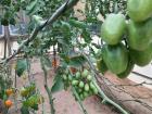 In a greenhouse specially designed to retain as much water as possible, tomatoes grow on a vine