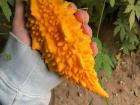 This interestingly shaped squash is growing near the tomatoes (see next page!)