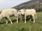 Sheep grazing in a field during summer 