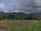 Panorama of paddy rice