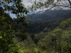 Tropical mountain forest of Boquete, Panama