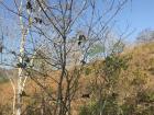 Monkeys in a tree in the tropical dry forest of Tonosi 