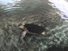 Turtle in a museum in Panama City 