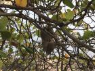 Sloth (Perezoso) in Panama City 