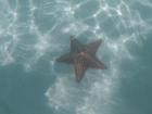 Starfish (Estrella del Mar) in the San Blas Islands Panama 