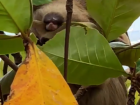 Sloth upside down eating some leaves