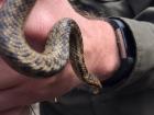 Another scientist holding a grass snake