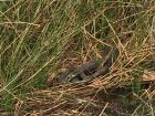 A grass snake spotted digesting some food