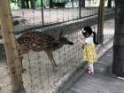 You can feed the deer that live in the park