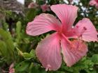 The islands of the South Pacific are home to many Polynesian traditions involving flowers