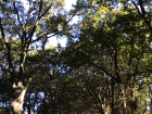 Very tall trees in Cornwall Park