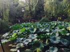 One of the city's parks has many beautiful lotuses