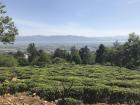 Tea plants whose leaves will soon be harvested for tea