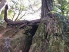 This old cave is said to be the home of a local witch who only comes out after the sun sets