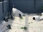 These were some of the penguins at the Seabird Rehabilitation Centre