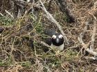 You can see this penguin has a really good nest already made 
