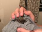 This is the bat I had to safely capture in one of the other student's rooms!