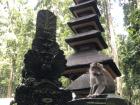 Monkeys roam among temples in several Monkey Sanctuaries in Bali. 