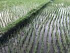 Rice is grown in muddy ground often in straight lines