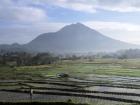 Rice fields cover the landscape of Indonesia