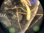 Full body view of an immature mantis under a microscope