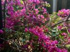 Pink bougainvillea flowers
