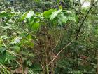 A dying coffee tree as a remnant of the farm that used to be in this park