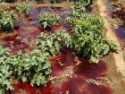 The water has been dyed blood-red from local industry and is being used to water growing eggplants