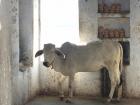 One of India's holy cows