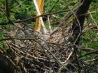 Babies being fed in the nest