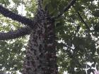 This floss silk tree is common in Buenos Aires