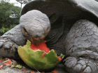 A Galapagos tortoise eating a watermelon