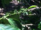 Unripe coffee seeds that taste like grass