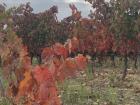 Vineyards cover the land in beautiful fall colors 