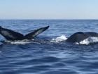 In awe of seeing two incredible whales off the coast of southern California