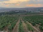 Healthy vineyards growing beyond the city