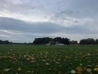 The field where I first encountered the Phoenix Park deer