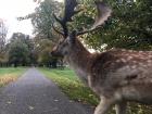 Look at those antlers!