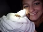 Six bats are used to research echolocation...they were captured from the wild but live a very nice life while they are being researched, since they get to eat a lot of meal worms!
