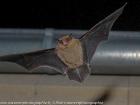 A common pipistrelle in flight (Google Images)